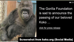 Koko the gorilla, know for her ability to use sign language and her love of pet cats, has died at 46.