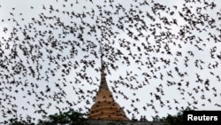 Murciélagos vuelan sobre el templo Wat Khao Cong Phran en busca de comida al atardecer en Tatchaburi, al oeste de Bangkok, en septiembre del 2009.