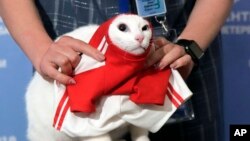 A State Hermitage employee puts a football shirt on Achilles the cat, one of the State Hermitage Museum mice hunters, after attempting to predict the result of the opening match of the 2018 FIFA World Cup between Russia and Saudi Arabia in St.Petersburg, 