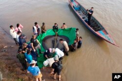 In this photo provided by FISHBIO taken on June 14, 2022, a team of Cambodian and American scientists and researchers, along with Fisheries Administration officials measure the length of a giant freshwater stingray from snout to tail. (Sinsamout Ounboundisane/FISHBIO via AP)