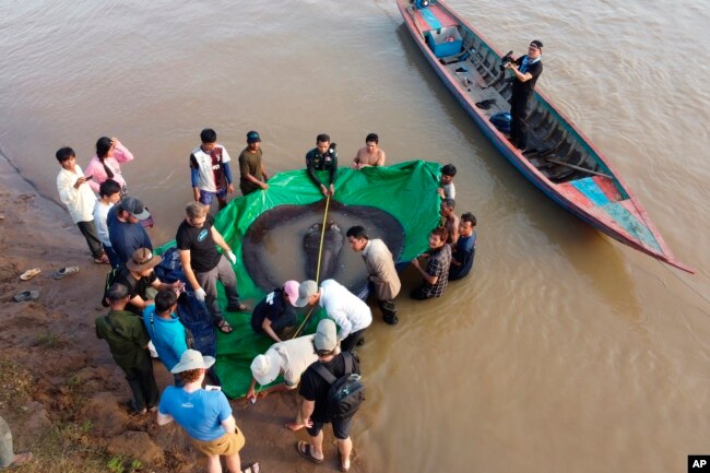 In this photo provided by FISHBIO taken on June 14, 2022, a team of Cambodian and American scientists and researchers, along with Fisheries Administration officials measure the length of a giant freshwater stingray from snout to tail. (Sinsamout Ounboundisane/FISHBIO via AP)