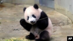 Anak panda raksasa betina Xiang Xiang memakan bambu di kebun binatang Ueno di Tokyo, Senin, 18 Desember 2017. (Foto: AP)