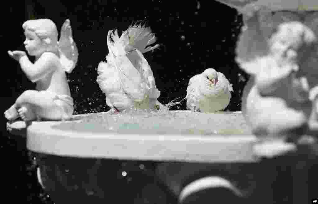 A pigeon dips its head in a water fountain in suburban Quezon city, east of Manila, the Philippines.