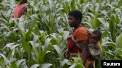 A Malawian subsistence farmer surveys communal maize fields in Dowa near the capital Lilongwe, Feb. 3, 2016.