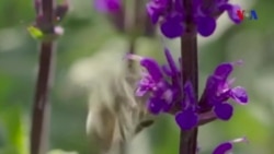 Arılar dron tədqiqatçılarını ilhamlandırır