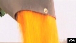 美國中西部乾旱嚴重影響玉米收成(資料圖片)