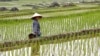 Seorang petani di sawahnya di Pu Luong, Vietnam, 29 Februari 2020. (Foto: Reuters) 