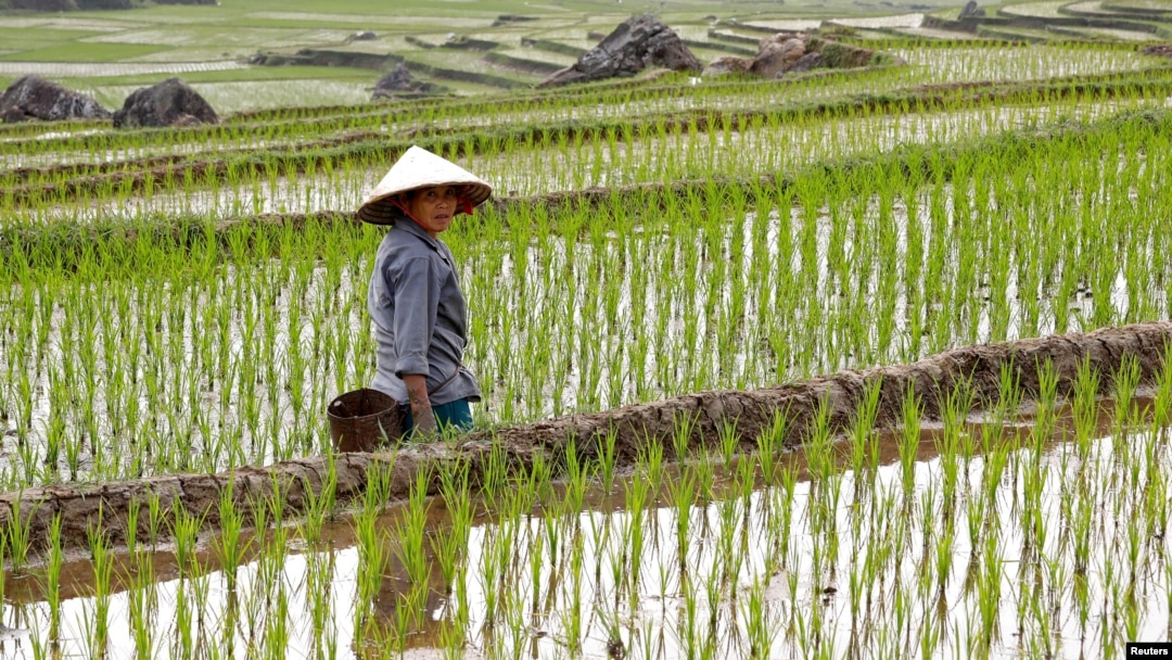 Seorang petani di sawahnya di Pu Luong, Vietnam, 29 Februari 2020. (Foto: Reuters) 
