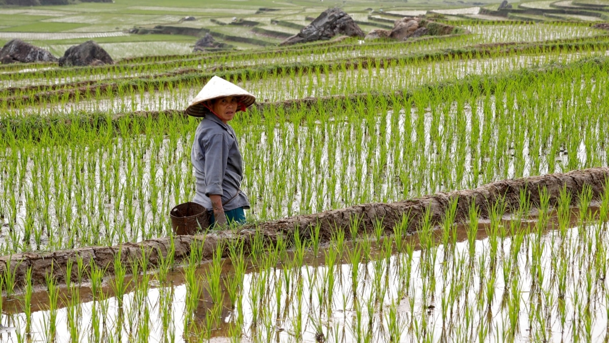 Вьетнам рисовые поля Меконг