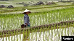 FILE PHOTO: An ethnic Thai farmer works on her terraced rice field in Pu Luong, Vietnam February 29, 2020. REUTERS/Kham/File Photo