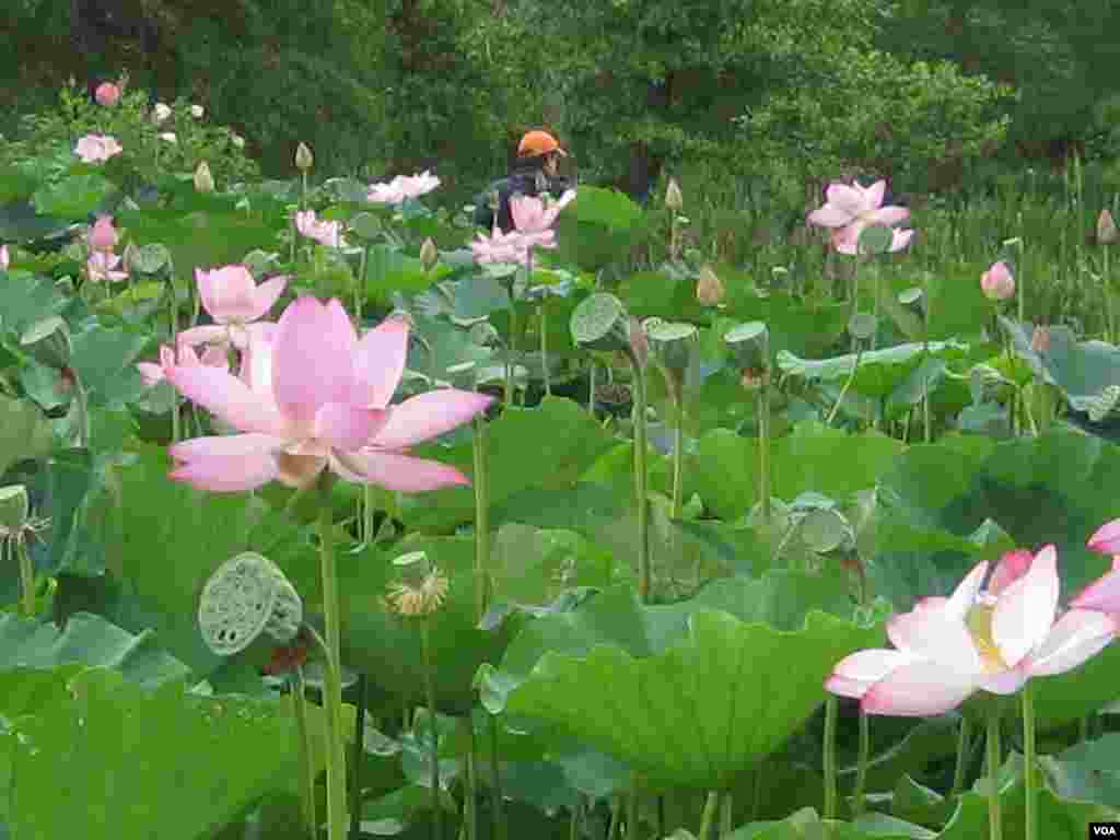 Shaw'un kızı da kısa zamanda babasına katılır ve hatta işi devraldıktan sonra Asya, Mısır ve Güney Amerika'yı kapsayan geziler yaparak yeni nilüferler getirir