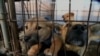 Dogs Saved From South Korea Meat Farm Find New Homes