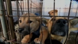 Dogs Saved From South Korea Meat Farm Find New Homes