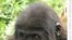Gorillas on the Brink