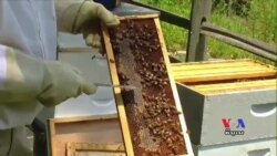 Scientists in Poland Racing to Save Honeybees