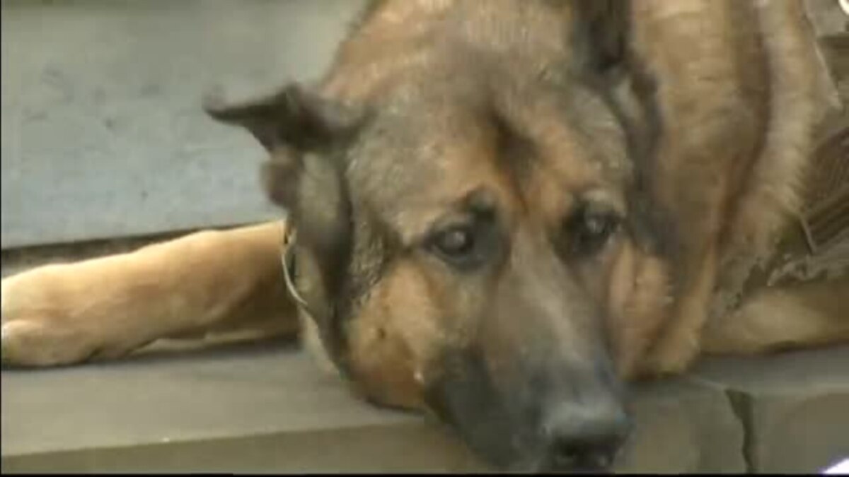 лучший друг человека. любовь собаки к человеку. шеди стал собакой. собака и человек дружба. шеди стал собакой.