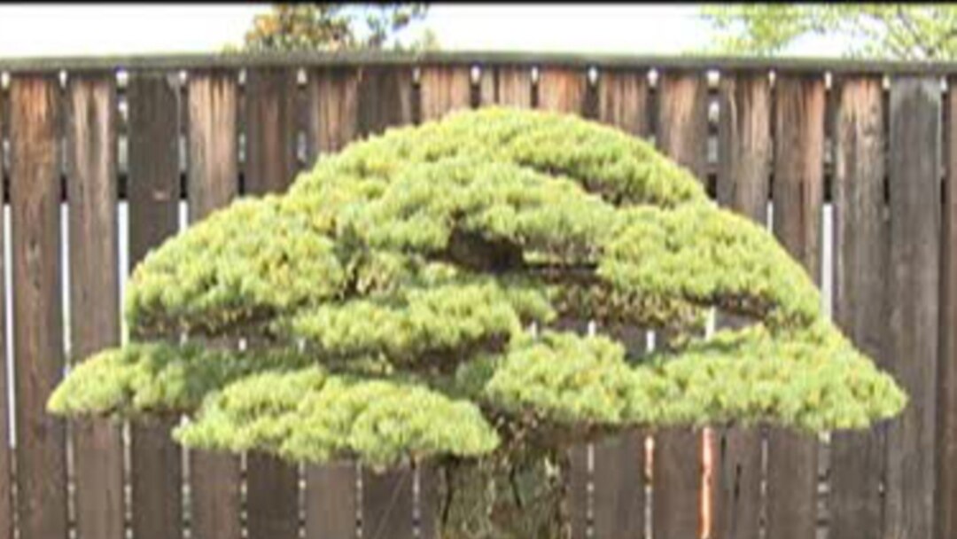 400-Year-Old Bonsai Survived Hiroshima Bombing