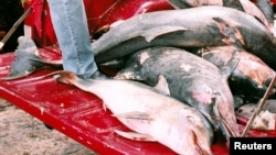 Los ataques han dividido a la comunidad sobre si matar los tiburones es la mejor estrategia.