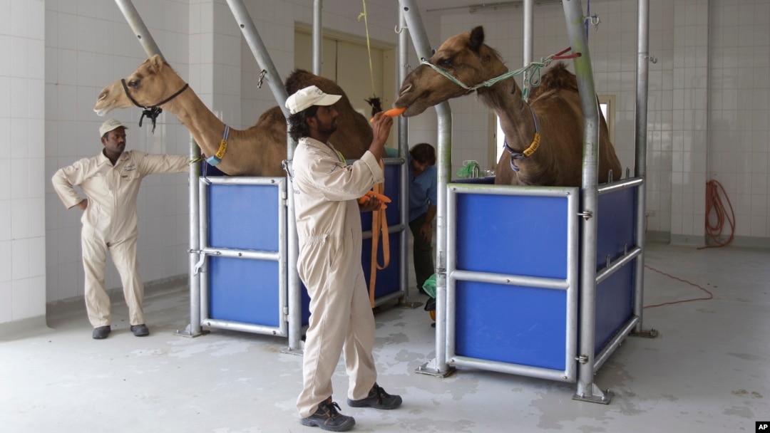 Seorang pegawai memberi makan unta di peternakan susu Camelicious di Dubai, Uni Emirat Arab.