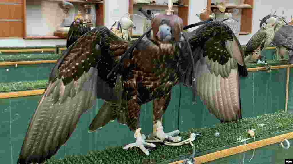 مشرق وسطی میں باز پالنے کے شوقین افراد ڈرائنگ روم ميں ايک خاص طرز کی بنائی گئی میز پر اسے بٹھاتے ہيں۔