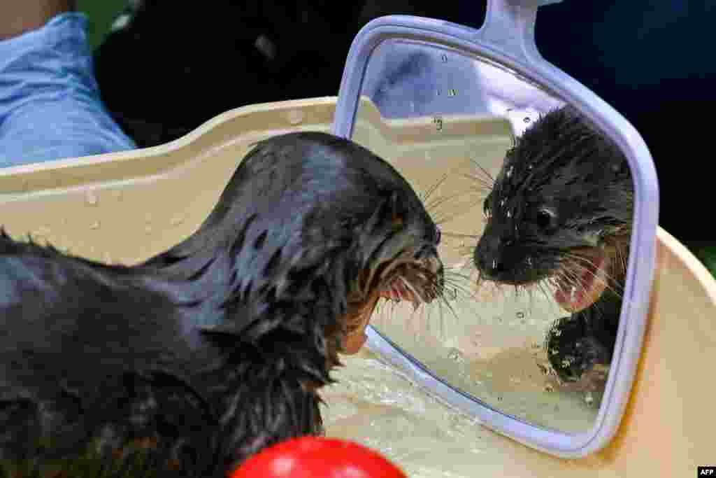 A river otter of 6-weeks-old looks in the mirror during a bath in the Animal Welfare Unit of the Zoo in Cali, Colombia, Oct. 22, 2019.