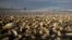 Shellfish cover the beach in Cucao, on Chiloe Island, Chile, May 9, 2016. The government has declared an emergency zone along Chile's south as it deals with the algae known as red tide.