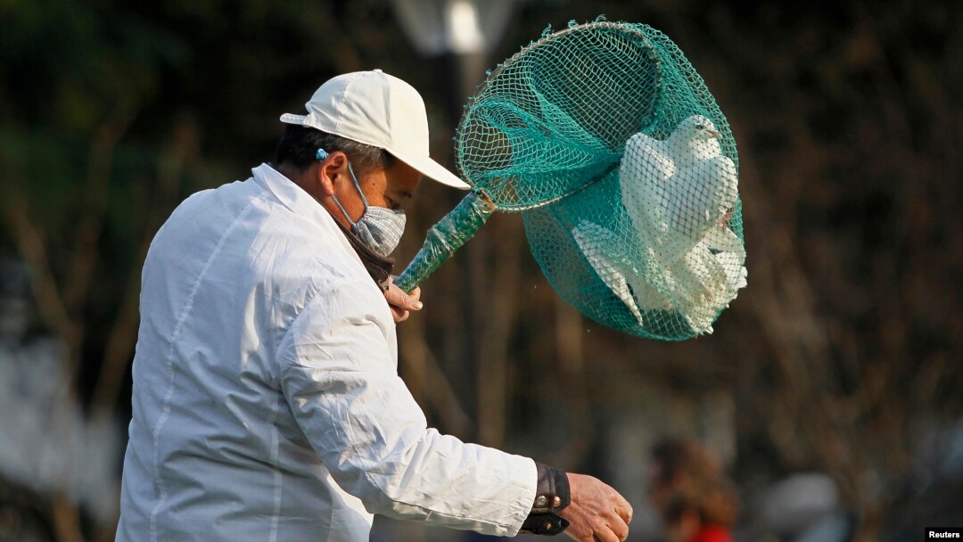 Petugas taman kota Shanghai menangkapi burung-burung merpati untuk mencegahnya merebaknya flu burung di sana (6/4). 