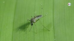Eliminación de la Malaria en Latinoamérica
