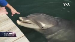 U istraživanju delfini sarađivali međusobno