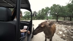 Natural Bridge Wildlife Ranch