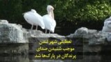 تعطیلی شهر لندن موجب شنیدن صدای پرندگان در پارک‌ها شد