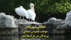 تعطیلی شهر لندن موجب شنیدن صدای پرندگان در پارک‌ها شد