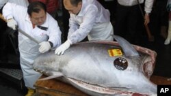 Koki di sebuah restoran sushi di Tokyo memotong ikan tuna seberat 269 kilogram yang ditangkap di utara Jepang. (Foto: Dok)