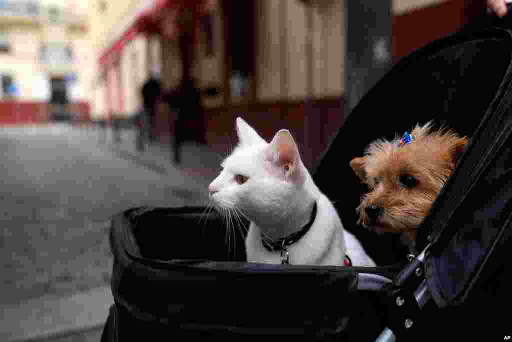 A cat and a dog sit inside a baby stroller in Seville, Spain, June 19, 2021.