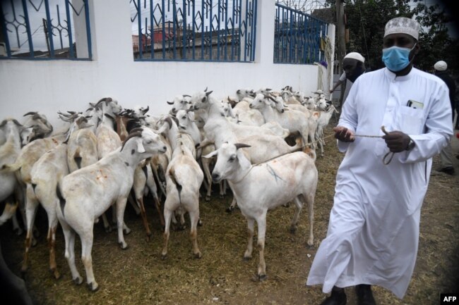 Seorang Muslim mengenakan masker pelindung, membeli seekor kambing untuk disembelih menjelang perayaan Idul Adha Muslim di Nairobi, Kenya, 31 Juli 2020. (Foto oleh Simon MAINA / AFP)