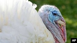 Apple, the National Thanksgiving Turkey, is pictured before being pardoned by President Barack Obama during a ceremony at the White House, 24 Nov 2010