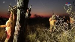 Առյուծները բնության պահպանության միջազգային միության կողմից դասակարգվել են որպես խոցելի տեսակներ: