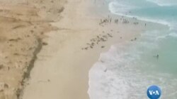 Golfinhos deram à costa em Cabo Verde