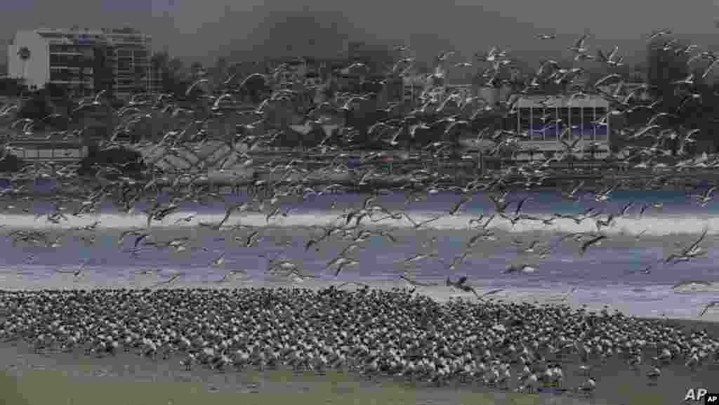 페루 리마의 아구아둘체 해변에서 새 수백 마리가 백사장 위로 날아다니고 있다.