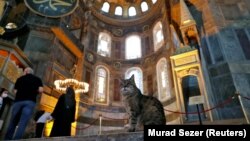 Gli, kucing penunggu Hagia Sophia atau Ayasofya, Situs Warisan Dunia UNESCO yang merupakan katedral Bizantium sebelum diubah menjadi masjid, Turki, 2 Juli 2020. (Foto: REUTERS/Murad Sezer)