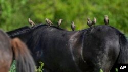 Starlings sit on the back of an Icelandic horse at a stud farm in Wehrheim near Frankfurt, Germany.