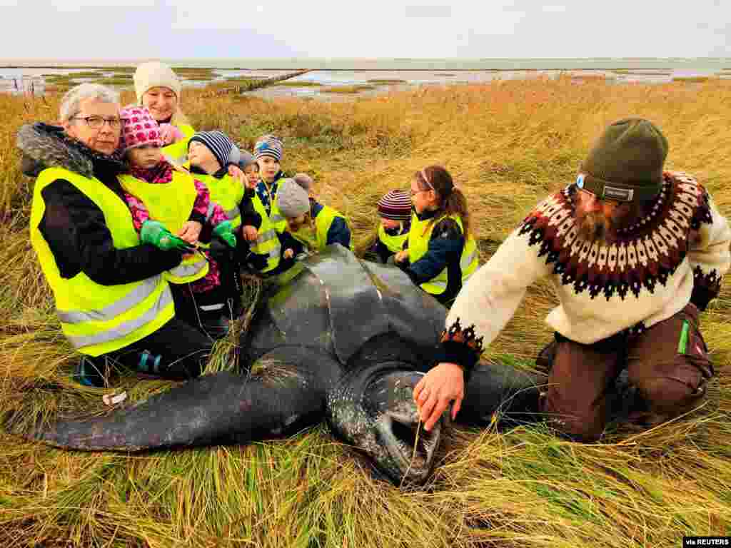 Children gather around a giant leatherback turtle that was found on a seashore in southern Jutland, Denmark, Nov. 3, 2020. (Credit: Ritzau Scanpix)