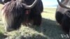 西藏牦牛进驻美国高原