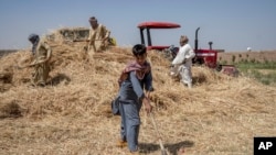 انتظار می‌رود که دسترسی به غذای خانواده‌ها با برداشت مداوم در اکثر مناطق روستایی افغانستان بهبود یابد