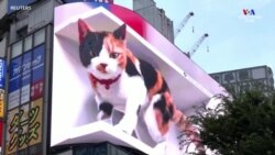 Կատվի 3D հսկայական պատկերը հիացրել է Տոկիոյի բնակիչներին