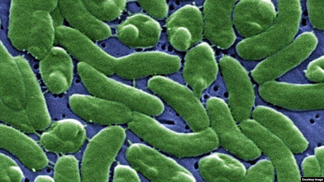 Vi khuẩn Vibrio vulnificus.