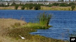 FILE - An Egret looks for food along Valhalla Pond, Dec. 11, 2018, in Riverview, Fla. 