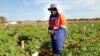 Zimbabwean farmers in Botswana