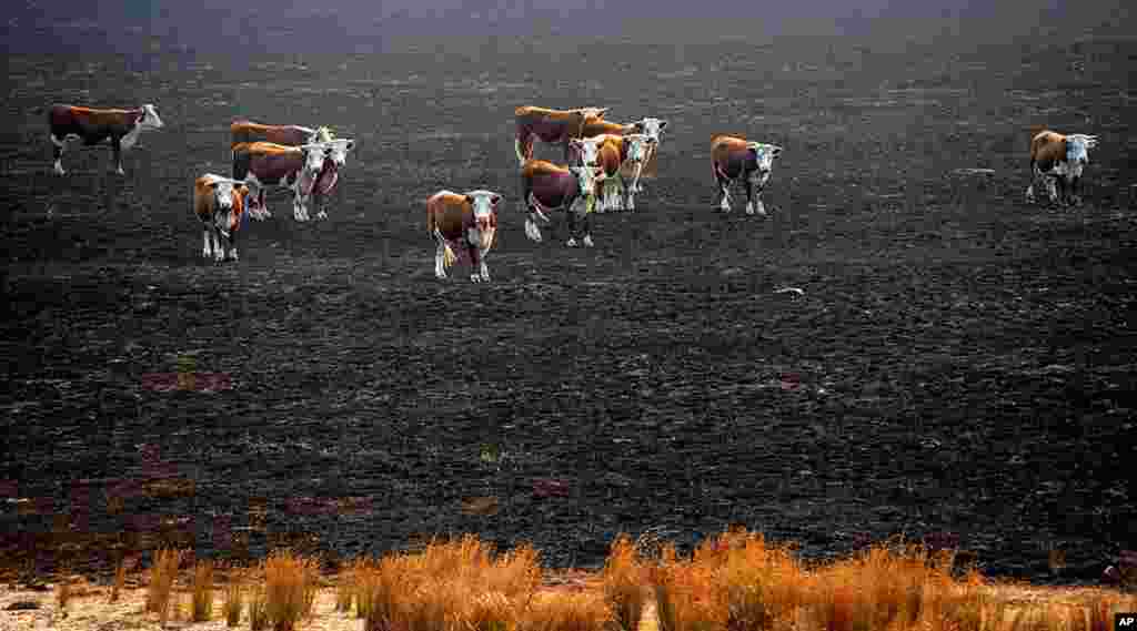 1月18日。澳洲。野火烧草地后﹐牛群站在焦土上。(美联社)
