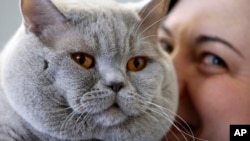 A british shorthair cat named Baileys enjoys a cuddle from owner Irina Etec during the world cat exhibition in Dortmund, Germany, Sunday April 21,2013. (AP Photo/Frank Augstein)